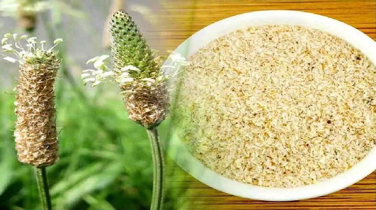 इसबगोल की भूसी (Psyllium husk)