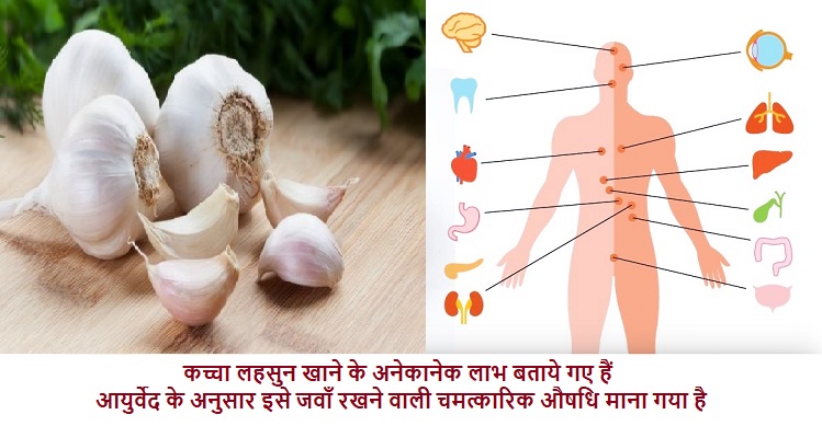  Garlic (लहसुन)